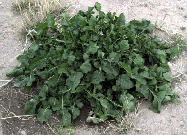 An arugula plant spreading its lobed leaves close to the soil.