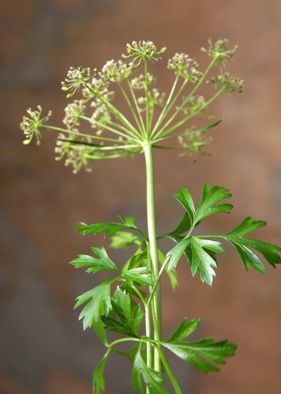A parsley stem with leaves and a branching flower head.