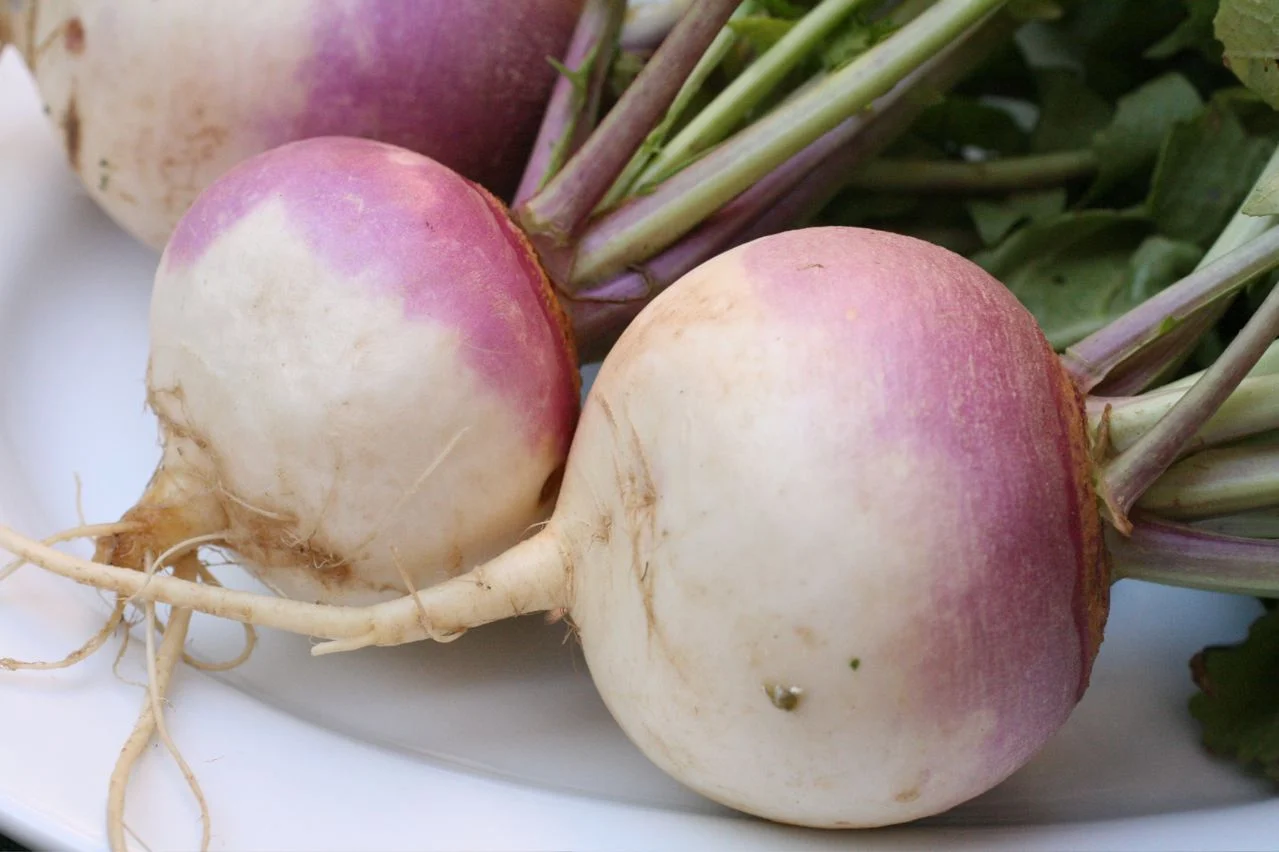 Harvested purple-and-white turnip roots with leafy stems attached.